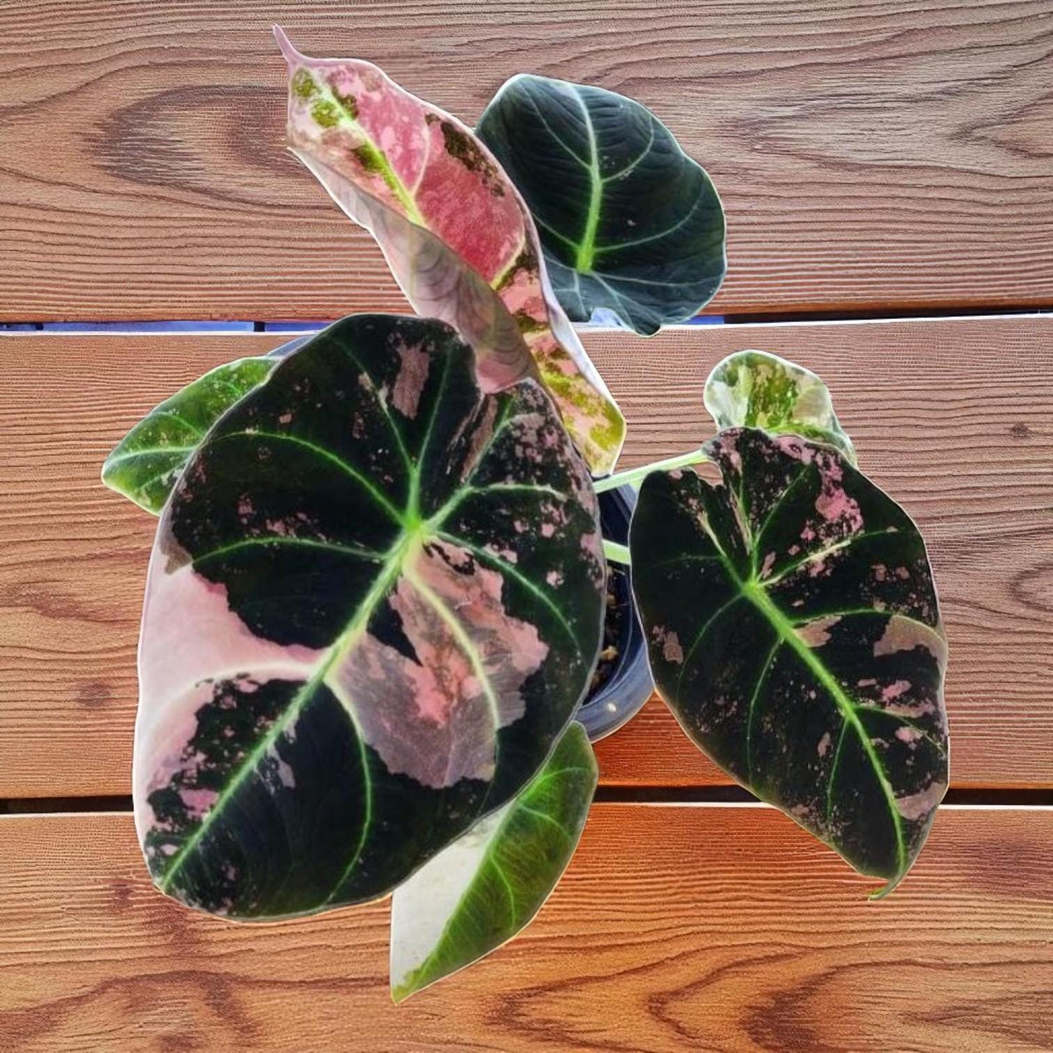 Alocasia longiloba - Etsy 日本