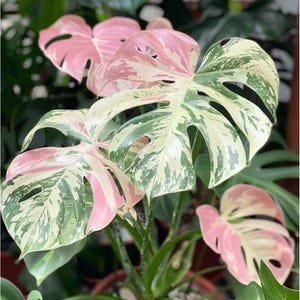 ピンクと緑の葉の植物挿し木、生きた根付きの植物スターター、ユニークな室内観葉植物、お手入れ簡単な装飾的な葉のギフト、家の装飾に最適