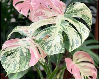 Pink and Green Leaf Plant Cutting, Live Rooted Plant Starter, Unique Indoor Houseplant, Easy Care Decorative Foliage Gift for Home Decor
