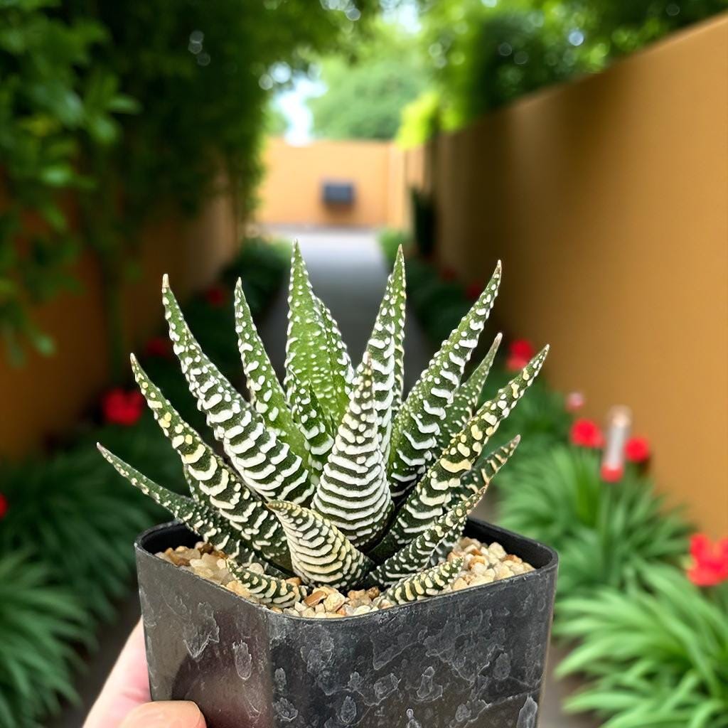 Zebra plant - Etsy 日本