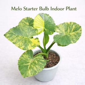 メロスターター球根室内植物、生きた観葉植物の球根、手入れが簡単なトロピカル卓上植物、自分で育てる室内緑化