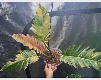 Filodendro Caramel Marble, muda enraizada, planta de interior, fácil de cuidar, ideal para presentear em sua mesa de trabalho.