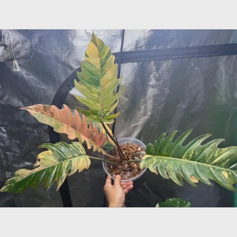 Caramel marble philodendron - Etsy 日本