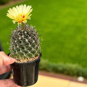 2 Pcs Hamatocactus Setispinus Cactus, Mini Spiny Cactus Plant, Indoor Succulent, Easy Care Houseplant, Live Desert Cactus Gift Decor