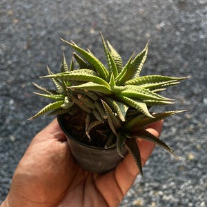2 pcs Haworthiopsis Limifolia, Rare Succulent Plant, Live Zebra Plant, Easy Care Indoor Succulent, Unique Houseplant Gift, Drought-Tolerant