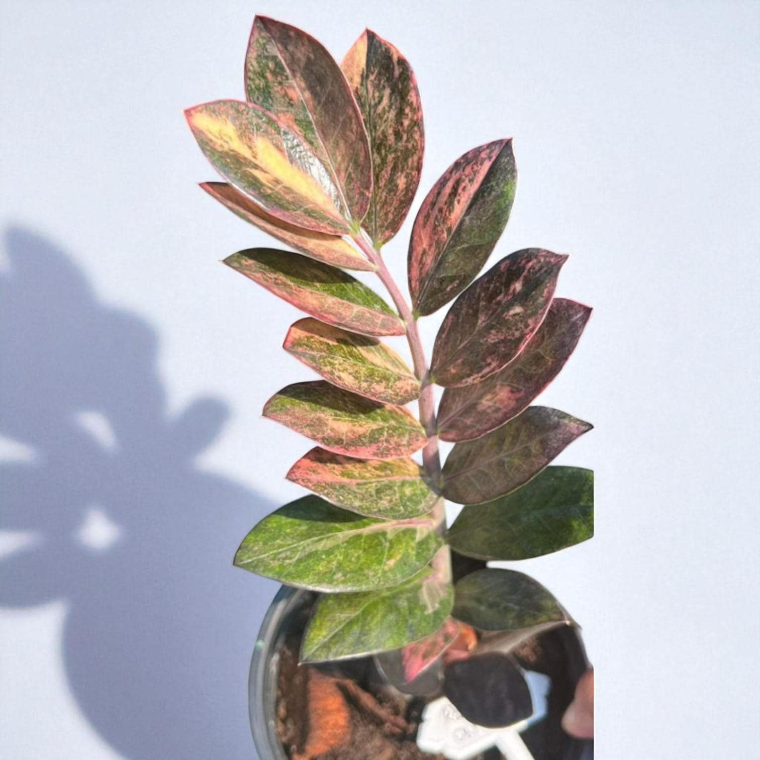Variegated zz plant - Etsy 日本