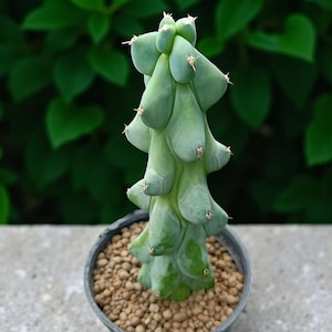 2 Pcs Milkweed-Like Cactus with Textured Stems, Live Indoor Cactus Plant, Small Potted Succulent, Easy Care Gift for Plant Lovers