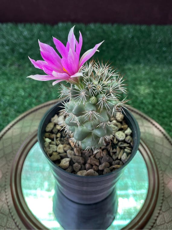 2 Mini Mammillaria Schumannii Cactus: Rare Flowering Succulent - Etsy Israel