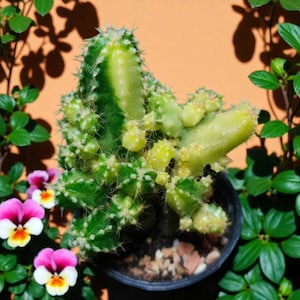 2 Pcs Variegated Angel Condo Succulent, Live Indoor Succulent Plant, Easy Care Low Maintenance Houseplant, Decorative Plant for Home