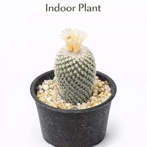 Button Cactus Mini Indoor Plant, Easy Care Desert Succulent, Small Potted Houseplant, Desk Decor Gift, Live Cactus Plant