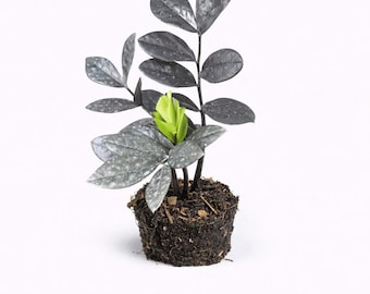 Zamioculcas zamiifolia black variegata rares plants - Etsy 日本