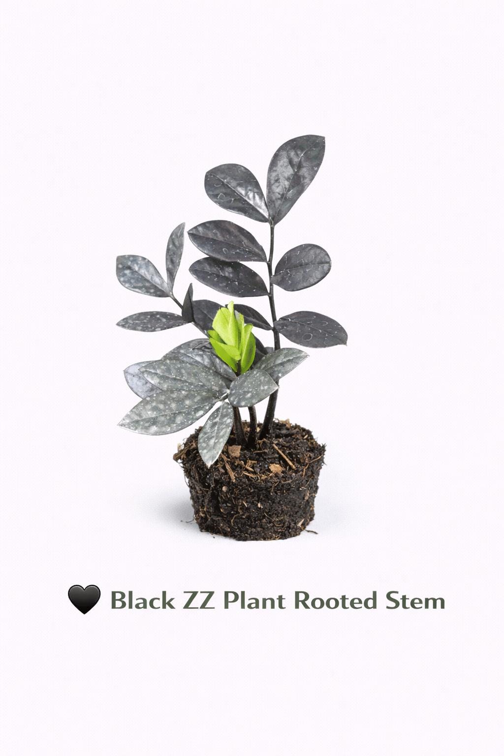 Zz Raven Black Pink Variegated - Etsy Canada