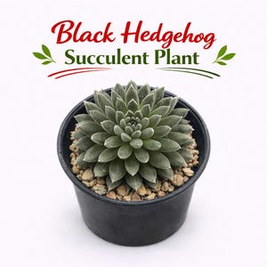 ブラックハリネズミ多肉植物、とげとげしたミニ観葉植物、お手入れ簡単な卓上植物、ユニークな小さなサボテンギフト、モダンな室内装飾