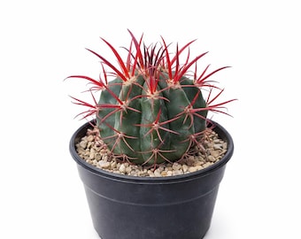 Cactus Lengua del Diablo, planta de interior, suculenta única, planta de desierto de fácil cuidado, cactus pequeño en maceta, regalo de decoración moderna para el hogar.