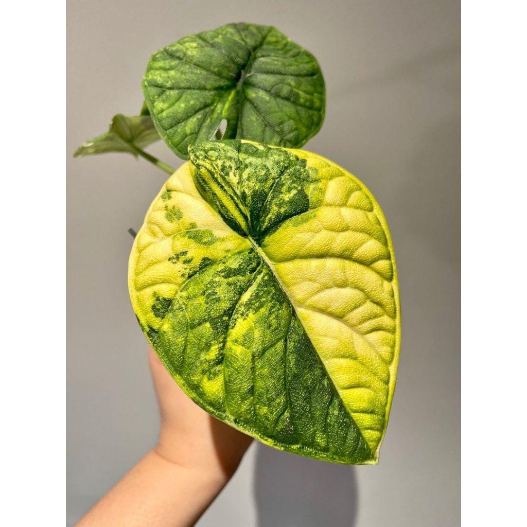 Variegated alocasia melo - Etsy 日本