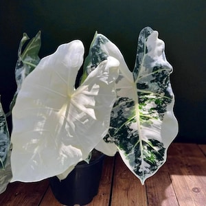以下が含まれることがあります： 大きなハート型の葉を持つアロカシア植物のクローズアップ。葉は主に白で、緑と濃い緑の斑入りです。植物は黒い鉢に入っており、暗い背景と木製の表面に置かれています。