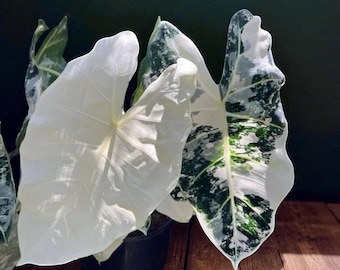 Sehr groe Alocasia Frydek Variegata Rhizome - Etsy.de