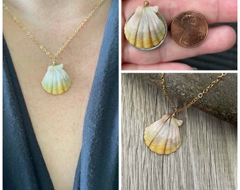 Sunrise Shell Necklace (Penny size), Gold Fill Necklace, Sunrise Shell Jewelry, Hawaii, Hawaiian Jewelry, Sea Shell, Simply Sparkle Designs