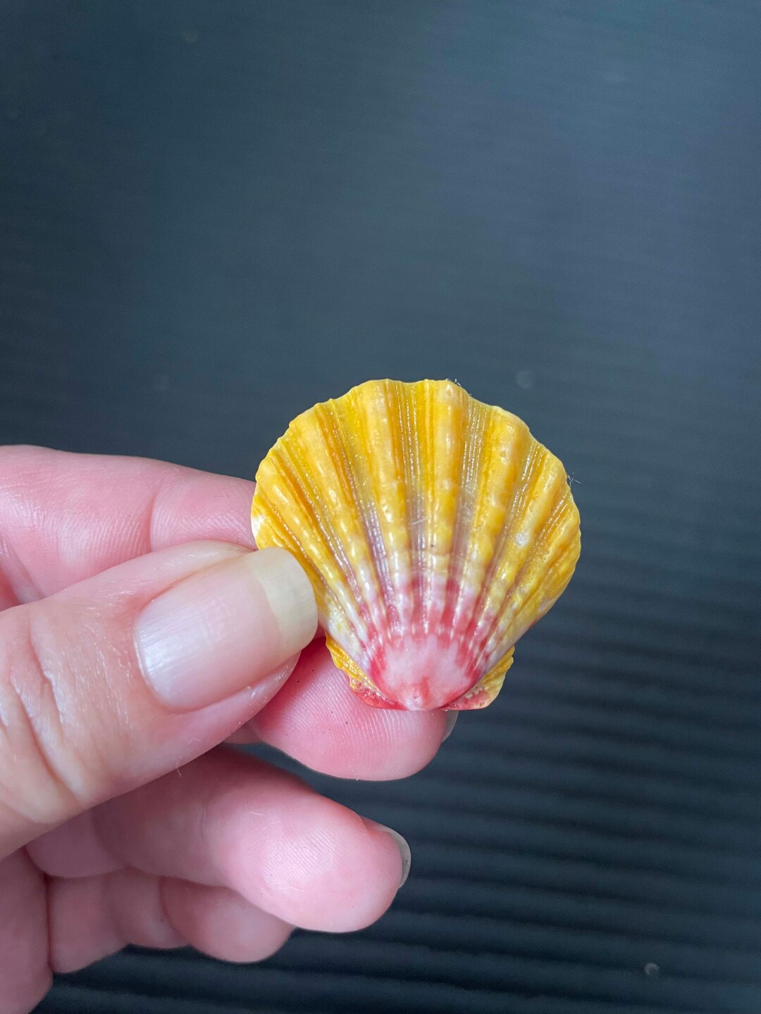 XL Loose Sunrise Shell, Hawaiian Sunrise Shell, Hawaiian Sunnie