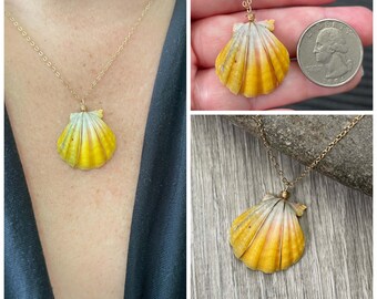 Sunrise Shell Necklace (Quarter size), Gold Fill Necklace, Sunrise Shell Jewelry, Hawaii, Hawaiian Jewelry, Shell, Simply Sparkle Designs