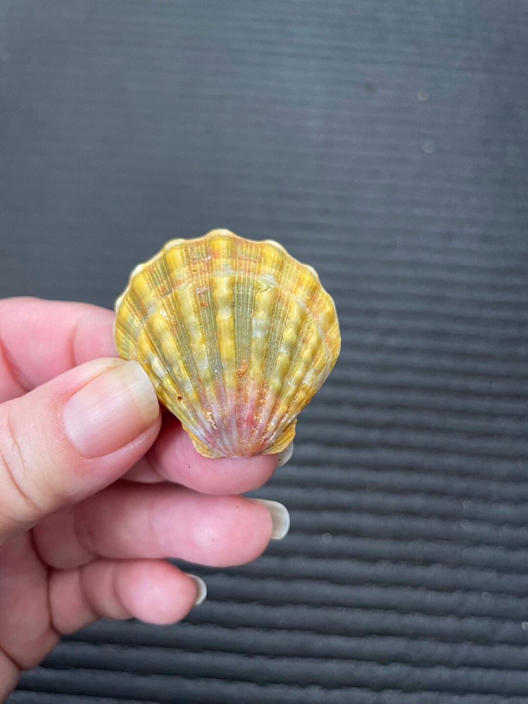 XL Loose Sunrise Shell, Hawaiian Sunrise Shell, Hawaiian Sunnie