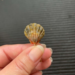 Moonrise Shell Necklace nickel Size, Gold Fill Necklace, Sunrise Shell ...