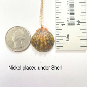 Moonrise Shell Necklace nickel Size, Gold Fill Necklace, Sunrise Shell ...