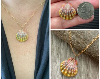 Sunrise Shell Necklace (Nickel size), Gold Fill Necklace, Sunrise Shell Jewelry, Hawaii, Hawaiian Jewelry, Sea Shell, Simply Sparkle Design