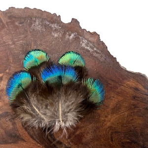 Craft Feather Supply, 5 Pieces - Ombre Blue Green Peacock Plumage Loose Feather - Rare - : 976