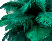 Ostrich Feathers, 10 Pieces - 6-8 quot Peacock Green Ostrich Dyed Drabs Body Plumage Feathers Craft Supplier 1377