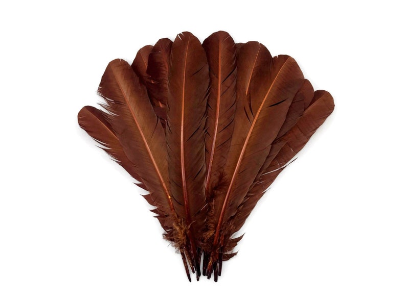 Quill Feathers 6 Pieces Brown Turkey Rounds Secondary Large Etsy