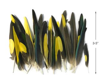 Rare Feathers, 4 Pieces - Yellow, Brown & Green Mix Parakeet Wing Rare Feathers : 4321