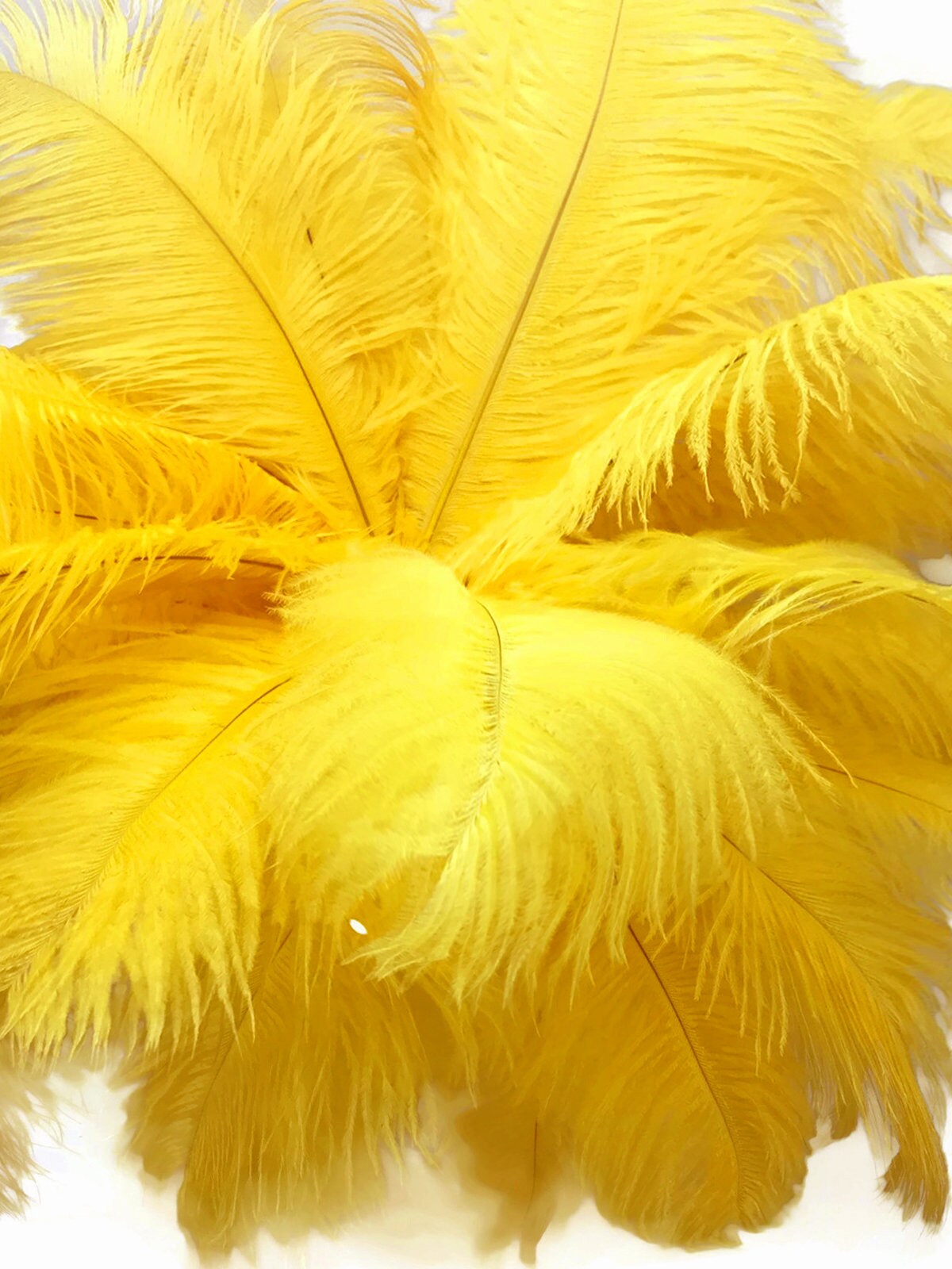 Ostrich Feathers, 10 Pieces - 8-10 Yellow Ostrich Dyed Drabs Body Feathers  Centerpiece Craft Supplier : 4000
