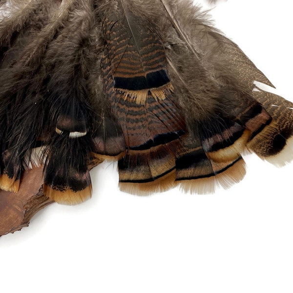 Collection 59 - Wild Turkey body and Tail Feathers Mix : 3641-59