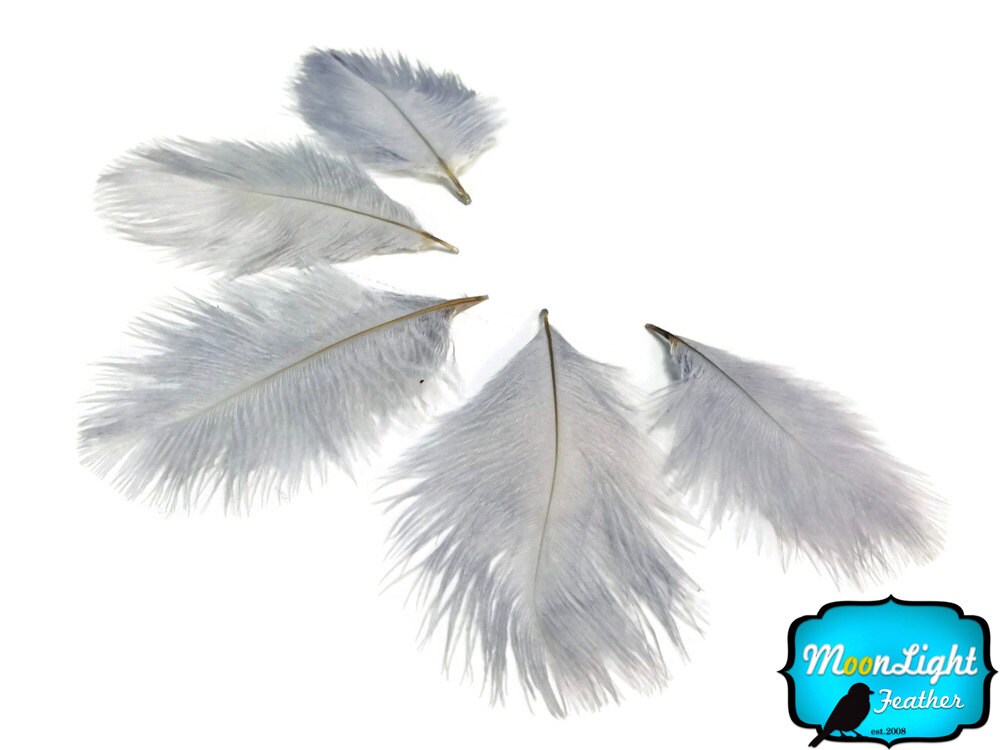 gray ostrich feathers