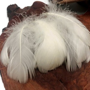 Puede incluir: Tres plumas blancas sobre una superficie de madera marrón. Las plumas son suaves y esponjosas.