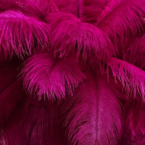 USA Feathers, 10 Pieces - 14-17"  Magenta Ostrich Dyed Drab Large Body Feathers Centerpiece Carnival Supplier : 3532