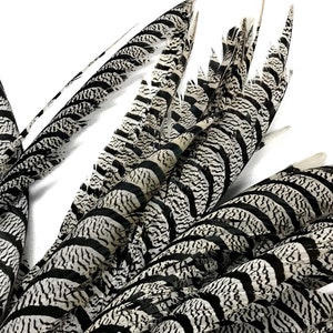 Puede incluir: Primer plano de varias plumas decorativas largas. Las plumas son principalmente blancas con un patrón repetitivo de rayas negras. Las plumas están dispuestas de forma ligeramente superpuesta sobre un fondo blanco. Las plumas parecen naturales y tienen una textura suave.