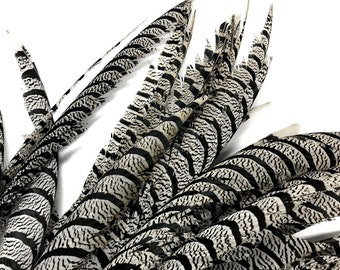 USA SELLER, 5 Pieces - 30-35" Natural Zebra Black & White Lady Amherst Pheasant Tail Super Long Feathers Halloween Carnival Costume : 3310