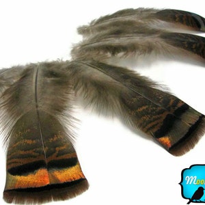 Turkey Feathers, 5 Pieces - NATURAL Wild Turkey Flats Feathers: 163