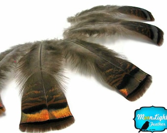 USA SELLER, 5 Pieces - Natural Brown Iridescent Merriam Wild Turkey Flats Feathers Boho Halloween Costume Craft Supply: 163