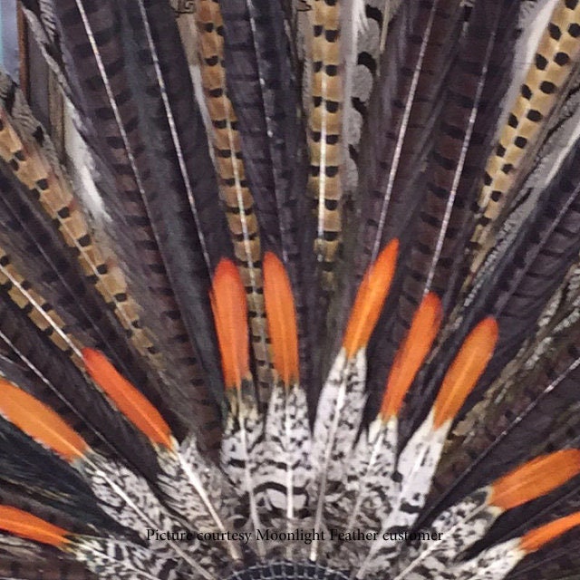 Feather Supply 50 Pieces 2022 Black Bleached and Etsy