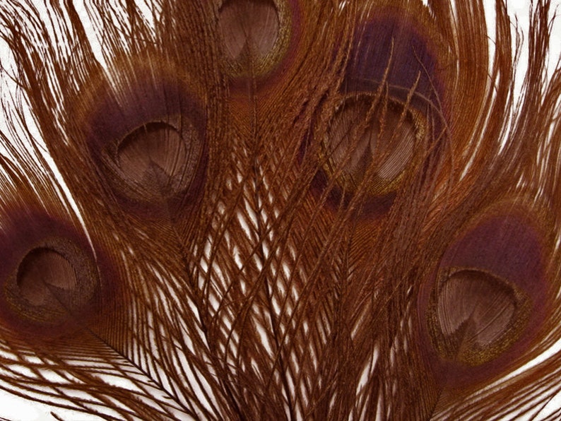 100 Pieces Chocolate Brown Bleached & Dyed Peacock Tail Eye Wholesale Feathers Bulk 10-12 Long Halloween Craft Supply : 1303 image 7