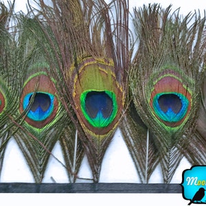 Peacock Eye, 1 yard - Peacock Eye Fringe / trim Feathers : 634