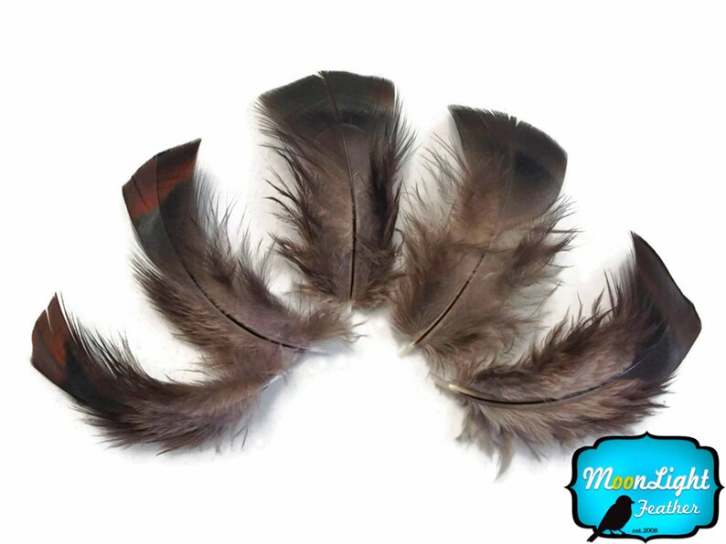 1 Pack Black Bronze Wild Turkey T-Base Plumage Feathers 0.20 oz Wild Feathers : 3258