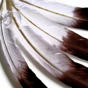 Eagle Feathers, 6 Pieces - Brown Tipped "Imitation Eagle" Turkey Tom Rounds Secondary Wing Quill Feathers : 2150