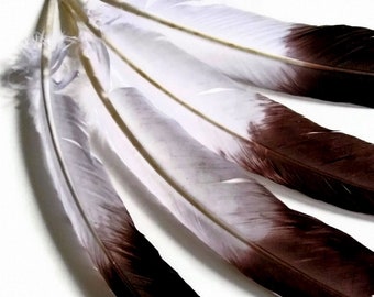 Eagle Feathers, 6 Pieces - Brown Tipped &quot;Imitation Eagle&quot; Turkey Tom Rounds Secondary Wing Quill Feathers : 2150