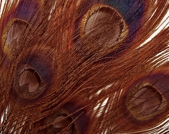USA SELLER, 5 Pieces – Chocolate Brown Bleached & Dyed Peacock Tail Eye Feathers 10-12” Long Halloween Costume Derby Craft Supply : 267