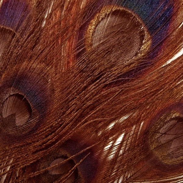 USA SELLER, 5 Pieces – Chocolate Brown Bleached & Dyed Peacock Tail Eye Feathers 10-12” Long Halloween Costume Derby Craft Supply : 267