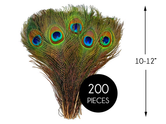 Bright Yellow Peacock Feathers | 25-40 Tail Eyes (Bulk)